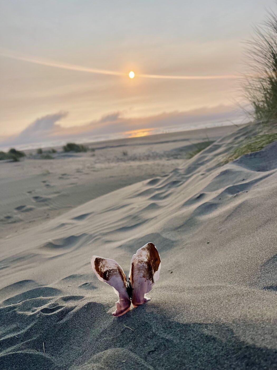 Two shells standing up in the sand at Clam Beach at sunset