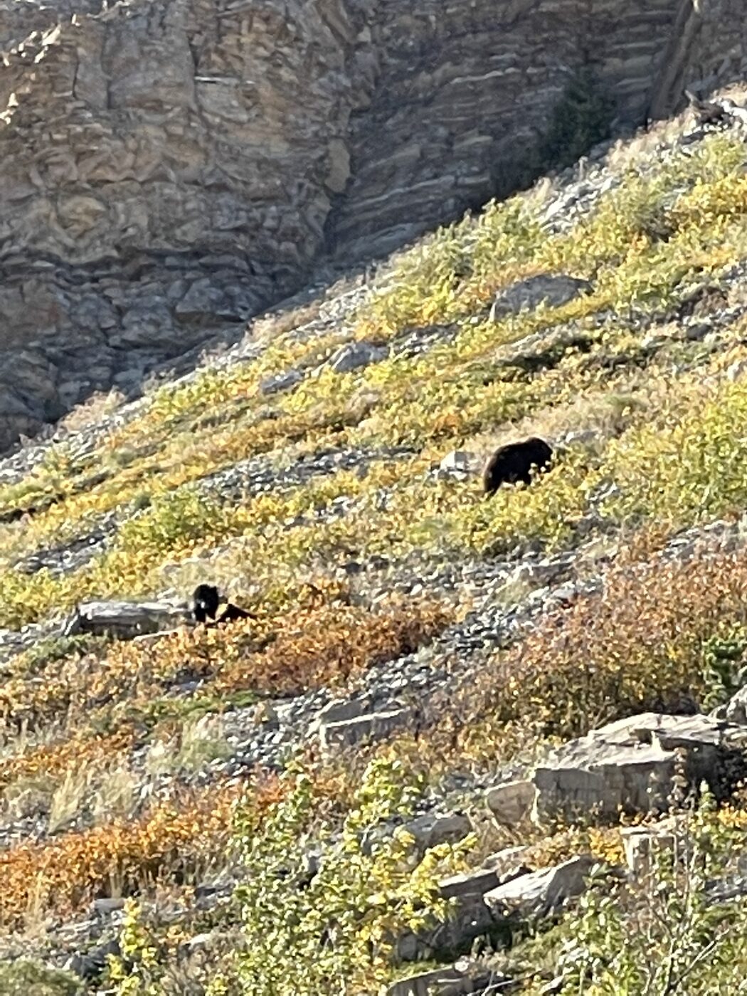 A grizzly and two cubs on a rocky slope in Glacier National Park