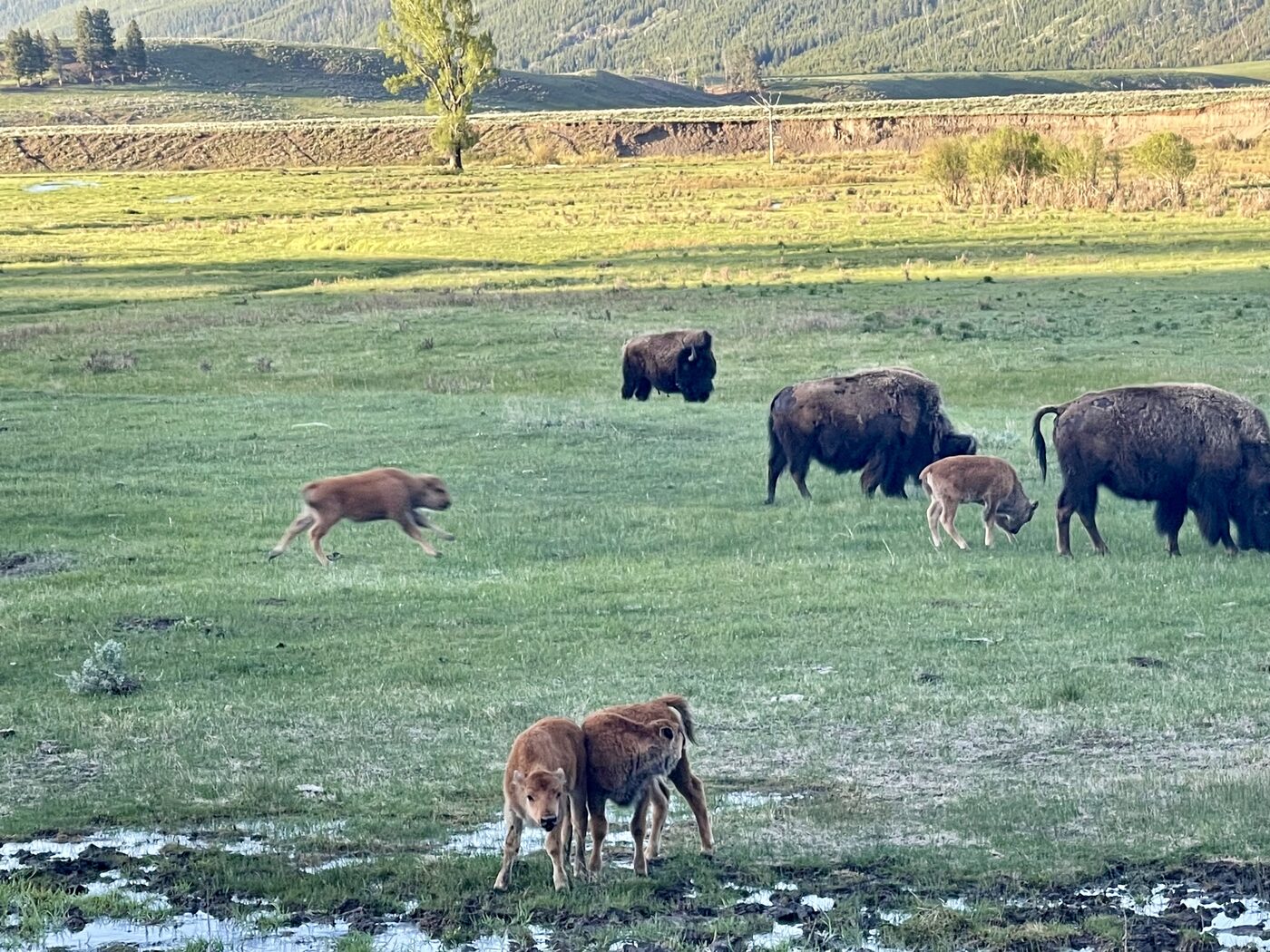 Bison and their calves grazing in a green valley in Yellowstone